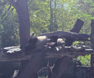 Pandy ZOO Berlin