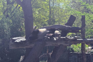 Pandy ZOO Berlin