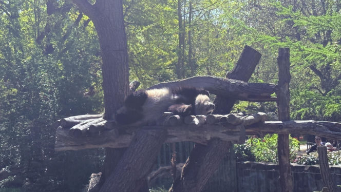Pandy ZOO Berlin