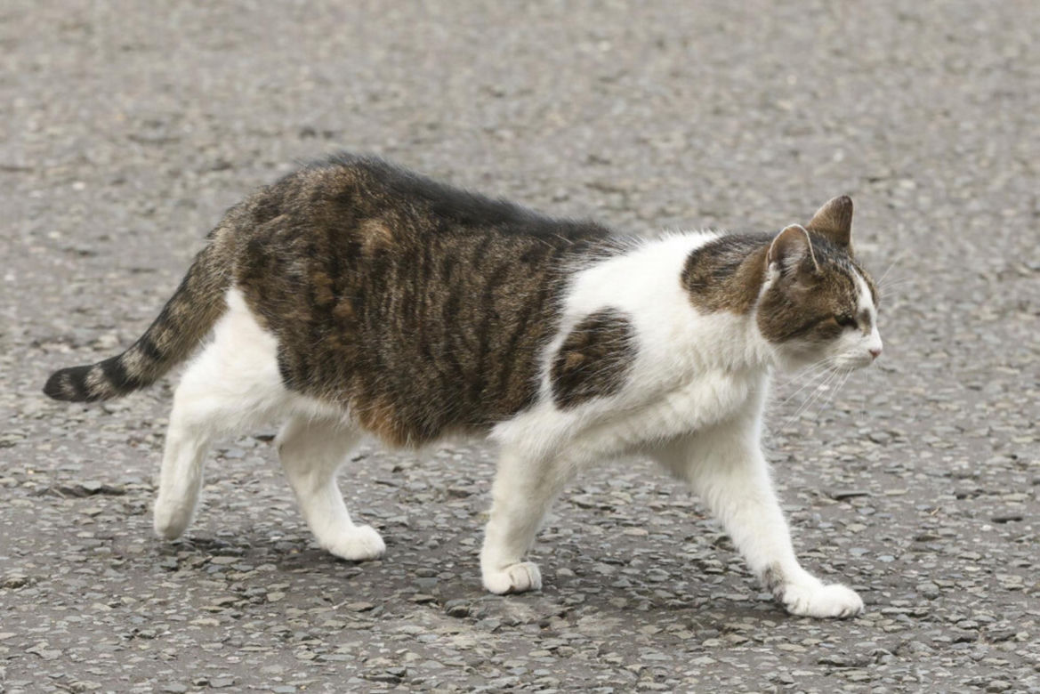 Oto Larry. Chief Mouser to the Gabinet Office