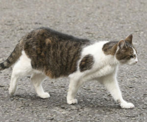 Oto Larry. Chief Mouser to the Gabinet Office