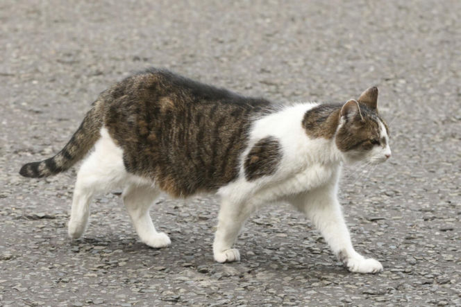 Oto Larry. Chief Mouser to the Gabinet Office