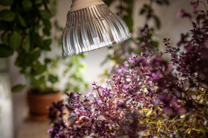 Doświetlanie roślin doniczkowych