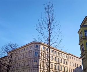Siedmiometrowe platany już zdobią aleję Wojska Polskiego