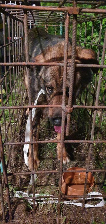 Pies WISIAŁ na płocie! Skomplikowana akcja ratownicza w Węgorzewie