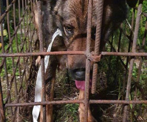 Pies WISIAŁ na płocie! Skomplikowana akcja ratownicza w Węgorzewie