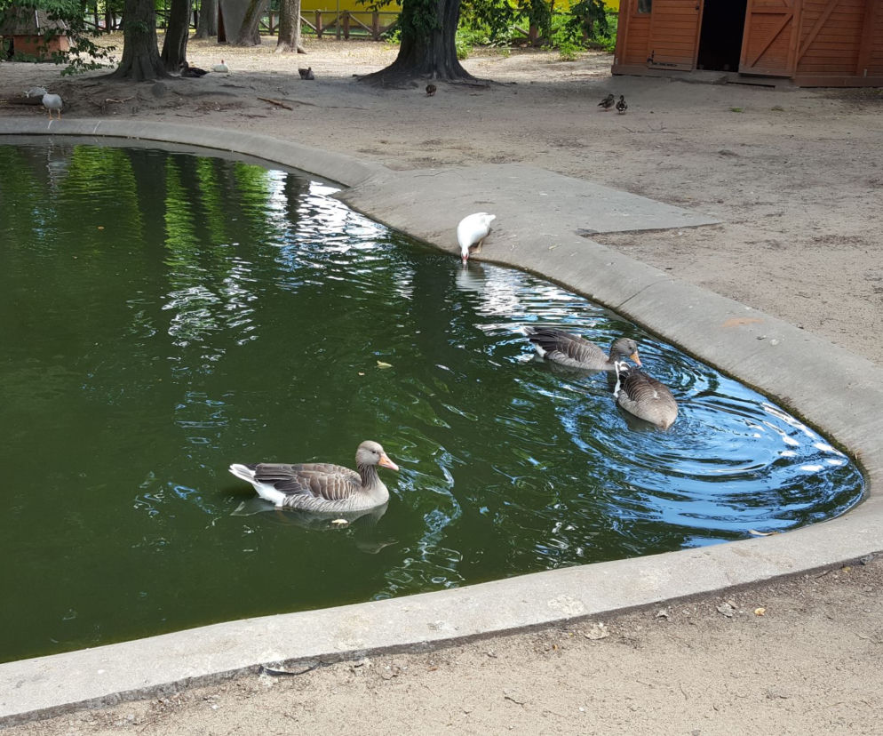 Park Tysiąclecia i Mini Zoo zapraszają na wiosenny spacer. Od jutra znów będą otwarte 