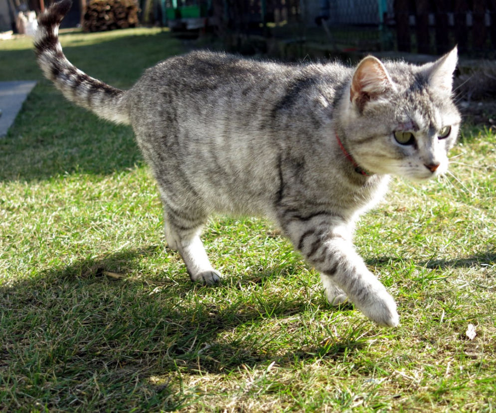 Miau szczęście