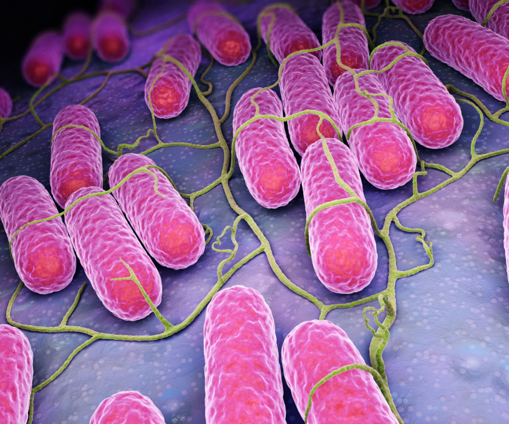 Salmonella