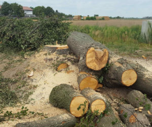 Były starsze od niejednego mieszkańca Leszna.  Z ul. Szybowników znikają dorodne lipy