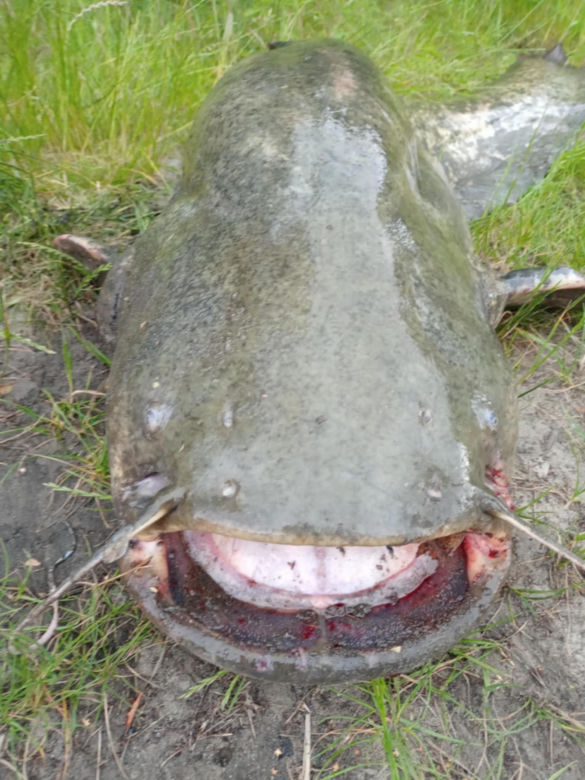 Sum gigant Rafała Kopra