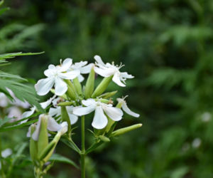 Mydlnica lekarska