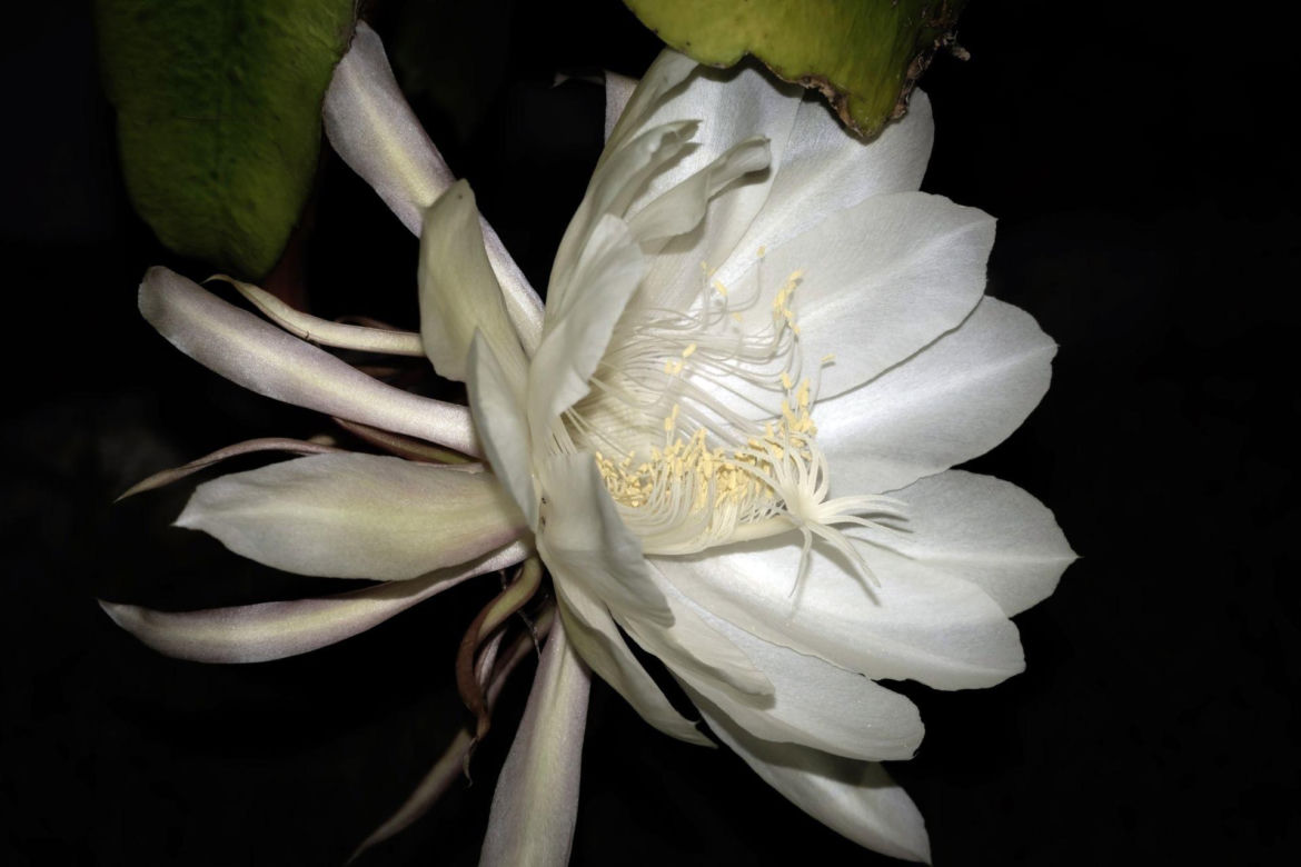 Królowa Nocy (Epiphyllum oxypetalum)