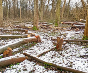 Nielegalna wycinka kilkuset drzew w obszarze Natura 2000