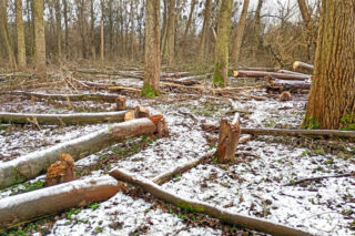 Nielegalna wycinka kilkuset drzew w obszarze Natura 2000