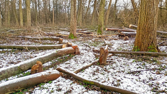 Nielegalna wycinka kilkuset drzew w obszarze Natura 2000