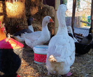 Żywa szopka w Żydowcach