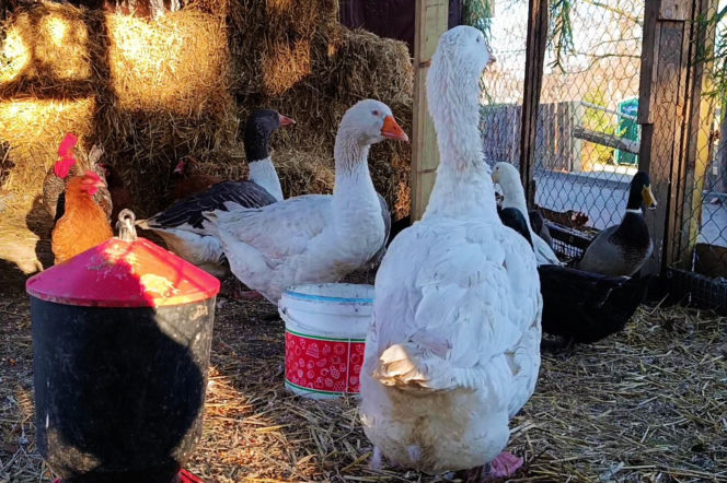 Żywa szopka w Żydowcach