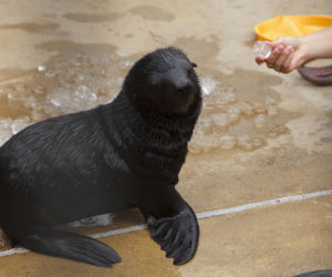 Mały kotik we wrocławskim zoo dostał imię Bruno