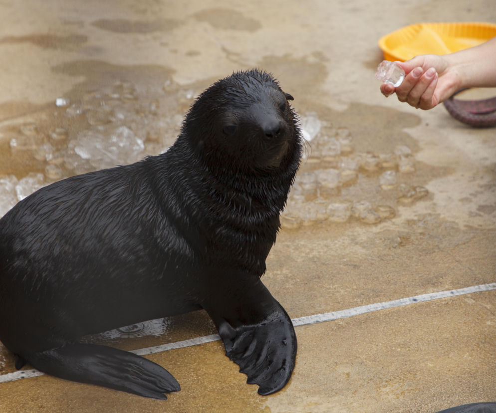Mały kotik we wrocławskim zoo dostał imię Bruno
