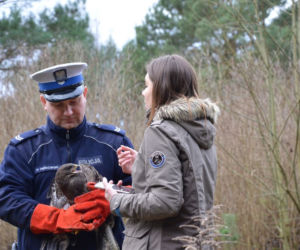 Piękny ptak wrócił na wolność! [ZDJĘCIA]