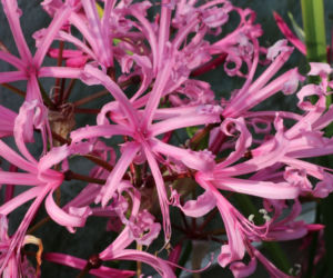 Nerina Bowdena