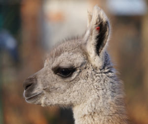 We wrocławskim zoo urodziło się gwanako