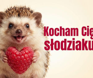 Najpopularniejsze gify na Walentynki 2026 – co wysyłać na Messengerze?