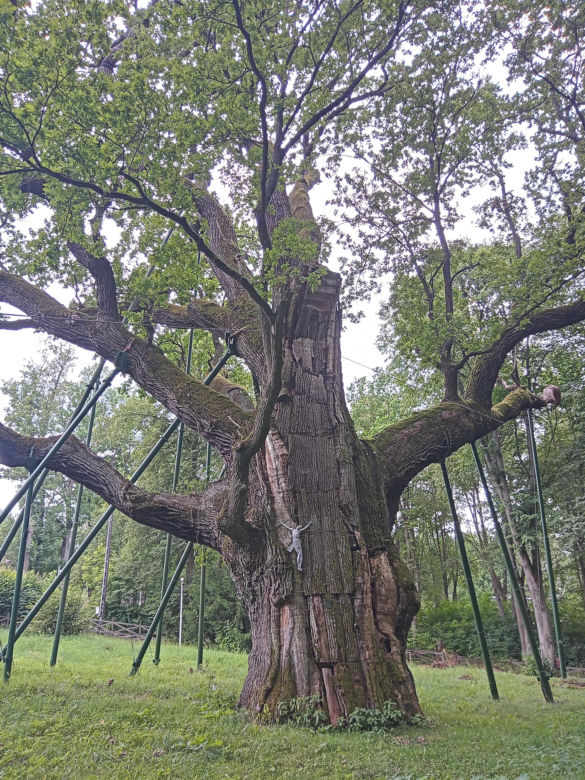 Dąb Bartek w Zagnańsku. Lipiec 2025