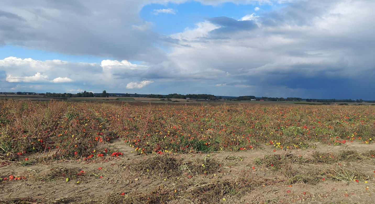 Samozbiory pomidorów na plantacji w Niewirkowie cieszą się powodzeniem