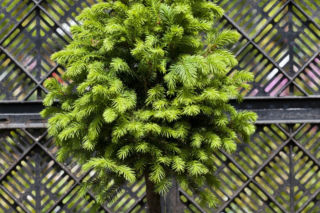 Świerk pospolity 'Goblin'  - Picea abies 'Goblin' 