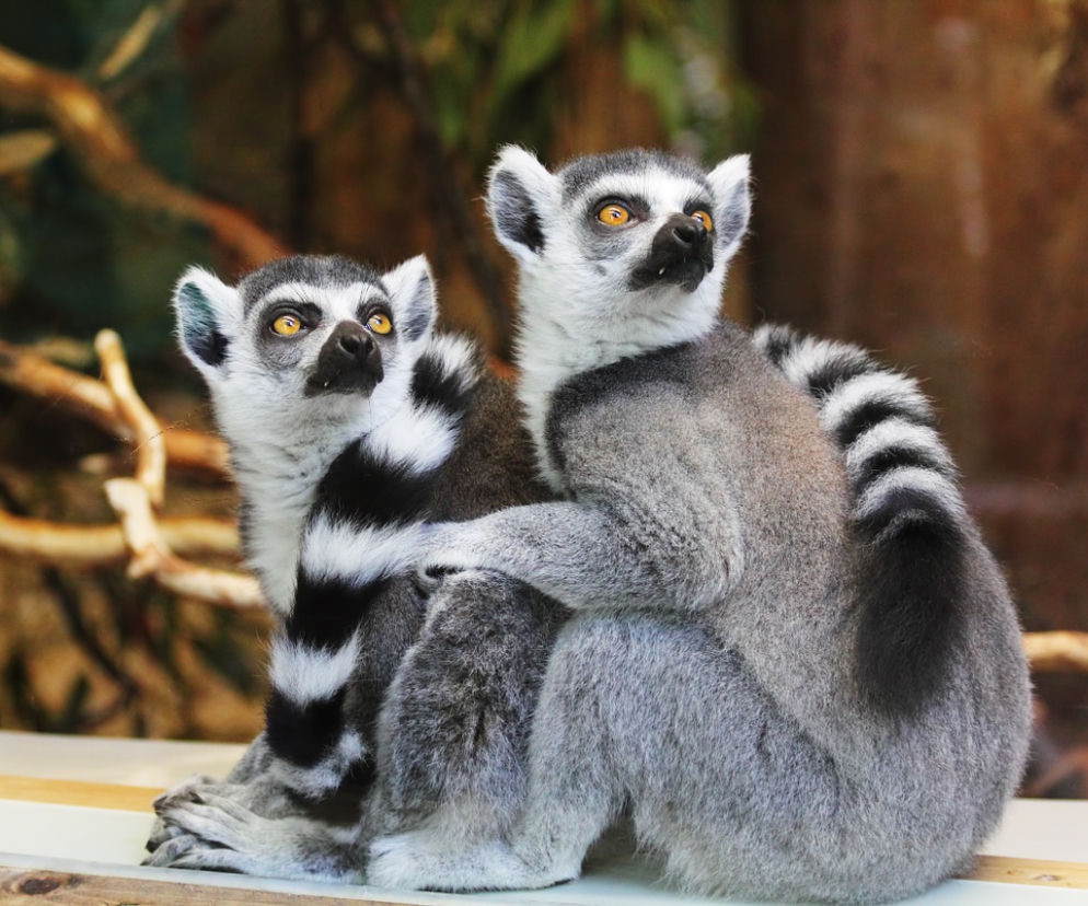 Łódzkie zoo obchodzi 80. urodziny