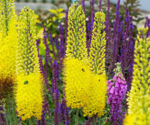 Igła Kleopatry - co to za roślina? Jak ją uprawiać? 