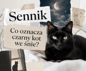 Czarny kot we śnie - znaczenie snu. Co może oznaczać?