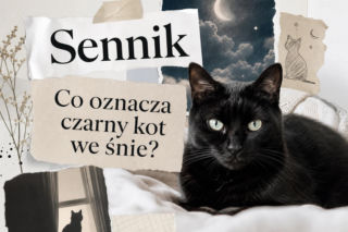 Czarny kot we śnie - znaczenie snu. Co może oznaczać?