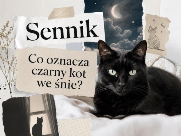 Czarny kot we śnie - znaczenie snu. Co może oznaczać?