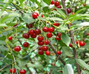 Przesadzanie wiśni krok po kroku. Kiedy i jak to zrobić?