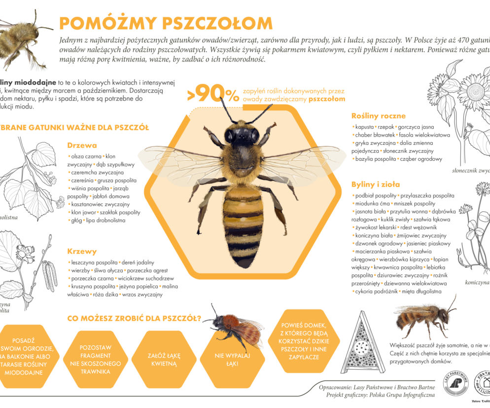 Światowy Dzień Pszczół