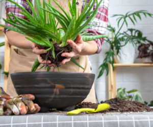 Rozmnażanie aloesu przez odrosty