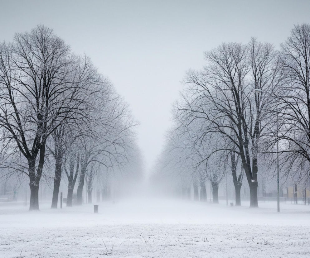 Alei drzew rozciąga się w głąb obrazu, pokryta śniegiem i otulona mgłą lub padającym śniegiem. Po obu stronach alei stoją liczne, bezlistne drzewa z ciemnymi pniami i gałęziami, z których wiele jest oszronionych lub pokrytych cienką warstwą śniegu. Krajobraz jest zdominowany przez odcienie bieli i szarości, od jasnego, zamglonego nieba po pokryty śniegiem teren. W dali, w centrum kompozycji, widoczność maleje, a aleja i otoczenie rozmywają się w jednolitym, jasnym obłoku.