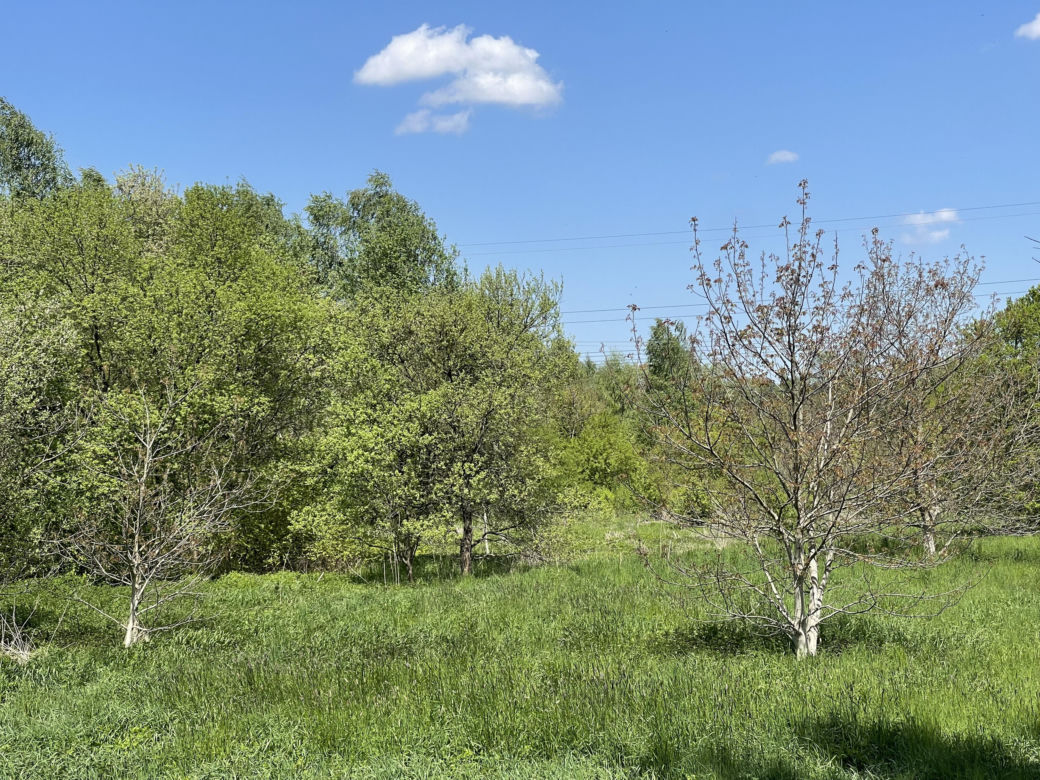 Najdłuższy park w Polsce jest w Krakowie. Ledwo widać go na mapach, a jest pełen atrakcji
