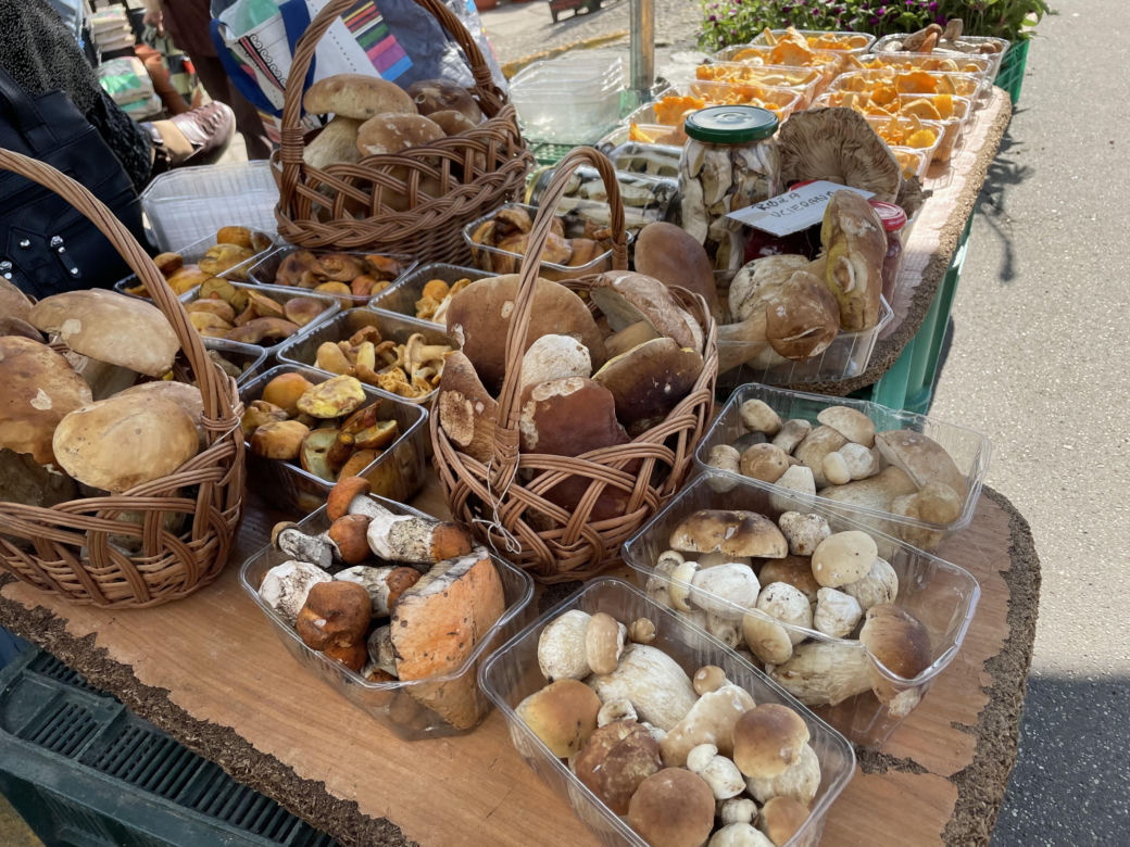 Wysyp grzybów w sądeckich lasach 