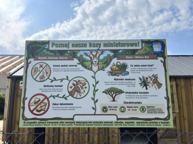 Kózki w parku w Kazimierzu Biskupim