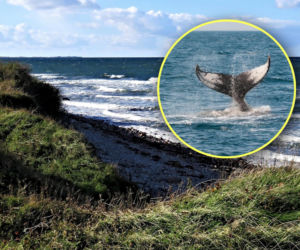 Widzieli go u wybrzeży Bałtyku. Gigantyczny ssak potrzebuje pomocy. Trwa dramatyczna akcja ratunkowa