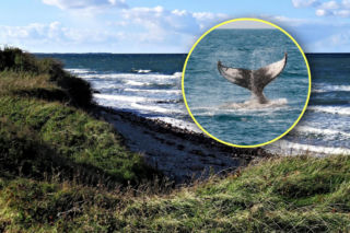 Widzieli go u wybrzeży Bałtyku. Gigantyczny ssak potrzebuje pomocy. Trwa dramatyczna akcja ratunkowa