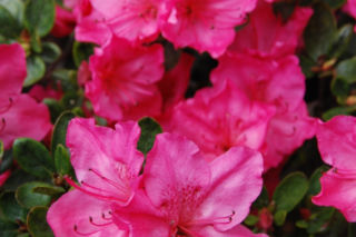 Azalia japońska 'Katja' - Rhododendron japonicum 'Katja'