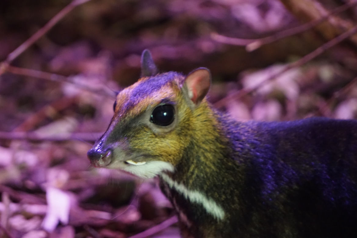 We wrocławskim zoo urodził się kanczyl filipiński