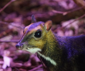 We wrocławskim zoo urodził się kanczyl filipiński