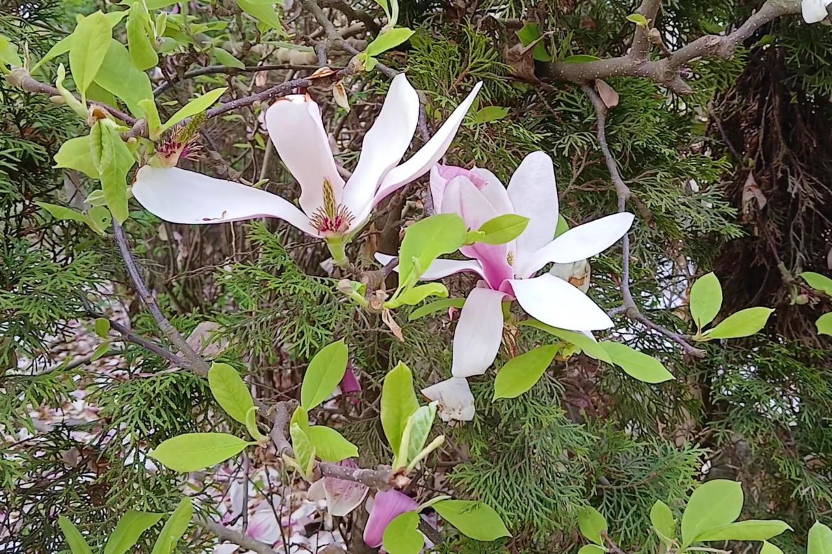 Magnolie w Szczecinie