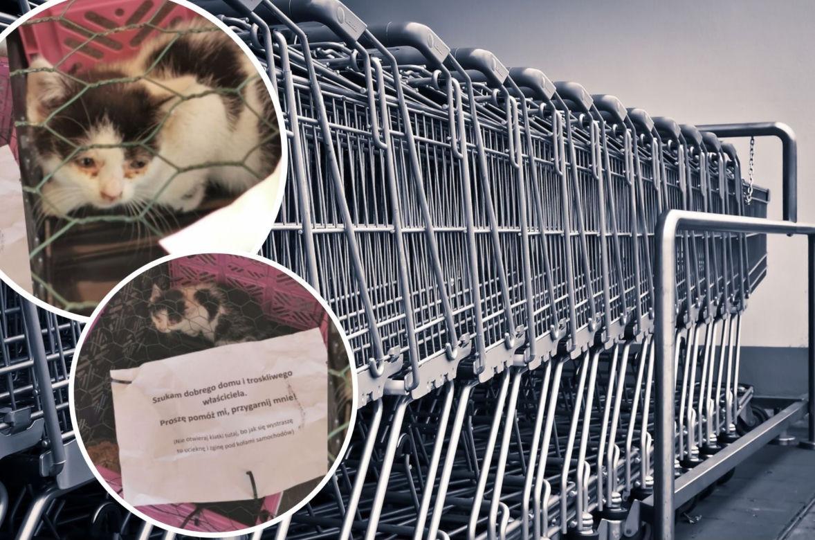 Łódź. Ktoś podrzuca pod sklepy zwierzęta. "Odrobina, ale jednak serca w człowieku"